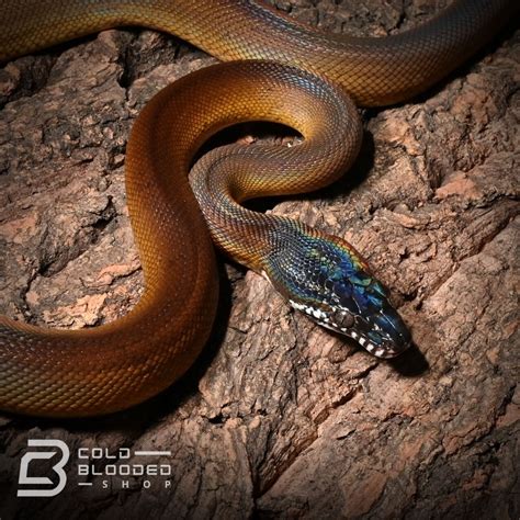 Northern White Lipped Python By Cold Blooded Shop Morphmarket