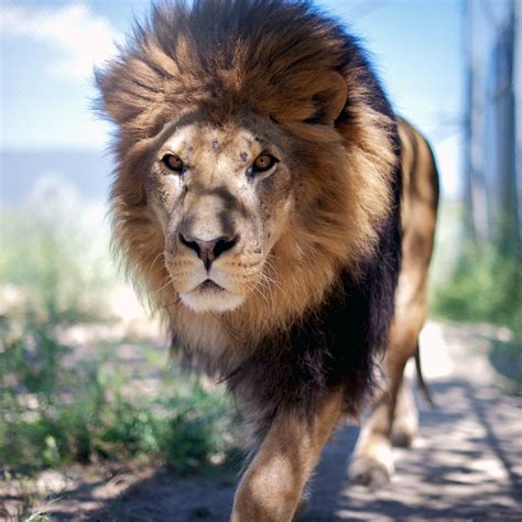 Right now we have 72+ background pictures, but the number of images is growing, so add the webpage to bookmarks and. Animal lion | wallpaper.sc SmartPhone