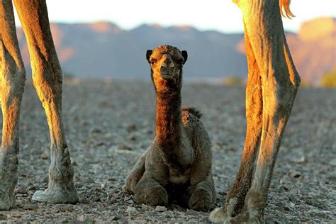 Meaning of dromedary in english. Dromedary Camel Calf Photograph by Martin Rietze