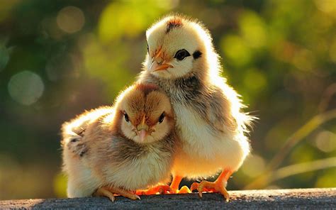 Baby Spring Chicks Wallpapers Wallpaper Cave