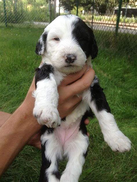 Most people think that they came from some type of collie or other herding dog; 21 best images about Sheepadoodle Puppies on Pinterest ...