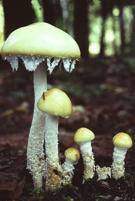 Stropharia Ambigua Stuffed Mushrooms Wild Mushrooms Mushroom Fungi