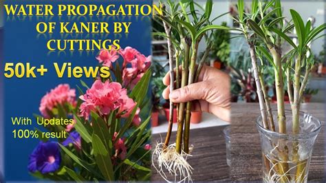 How To Propagate Kaner Nerium Oleander In Water Water Propagation Of