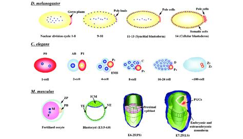 Specification Of Germ Cells In Different Model Organisms In Drosophila