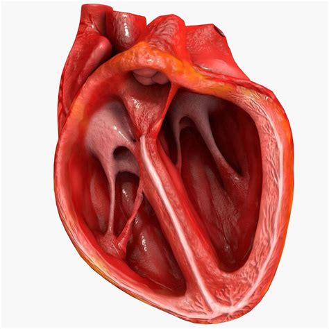3d Model Animated Realistic Human Heart Medically