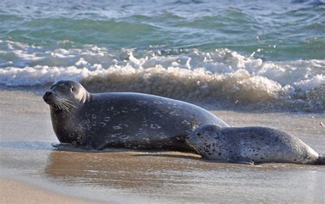 San Diego Sea Lions And Seals Where To Safely And Responsibly See Them