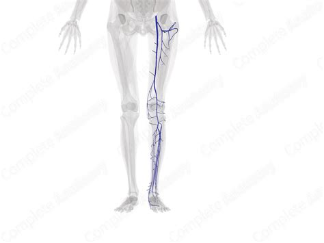 Deep Veins Of Lower Limb Left Complete Anatomy