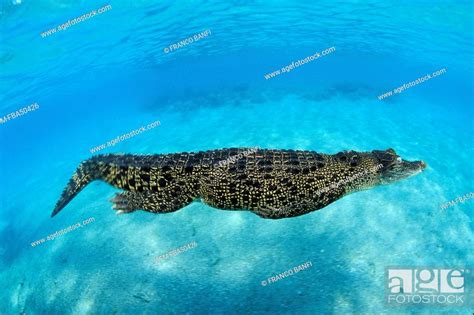 Juvenile Saltwater Indo Pacific Crocodile Crocodylus Porosus Pacific