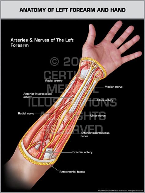 Anatomy Of Left Forearm And Hand