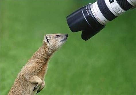 Animals With Cameras 30 Pics