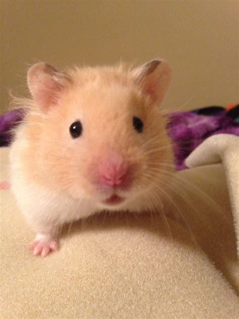 Long Haired Cream Banded Syrian Hamster