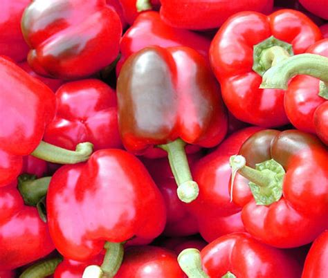 Pepper Hot Early Jalapeno Organic Capsicum Annuum Seeds