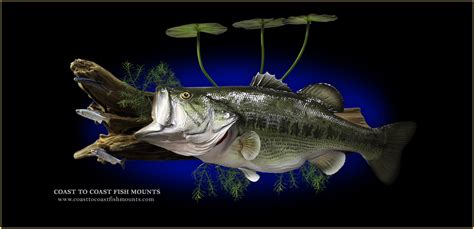 Largemouth Bass Fish Mounts And Replicas By Coast To Coast Fish Mounts
