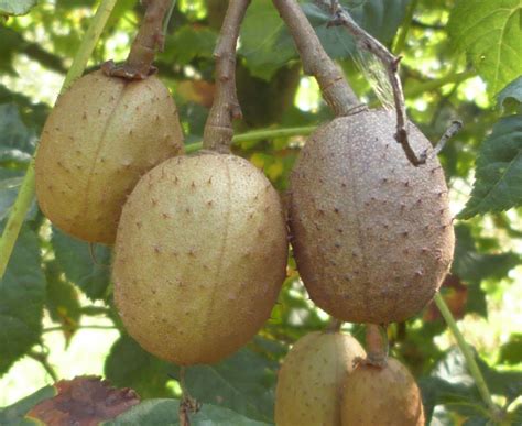 Red Horse Chestnut Naturespot