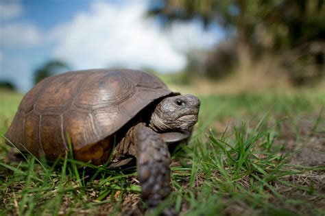 Feds Decline Giving Gopher Tortoises Endangered Species Protection