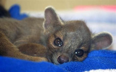 Baby Fossa Photo Ts Meyers Photos At Pbase Cute Animals Baby