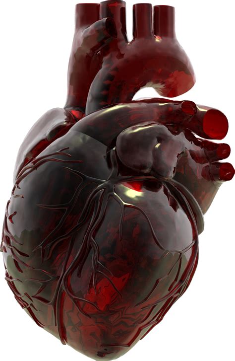 Anatomical Heart Png Image Png Arts