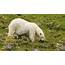 Fascinating Pictures Show A Polar Bear Eating Its Greens  National
