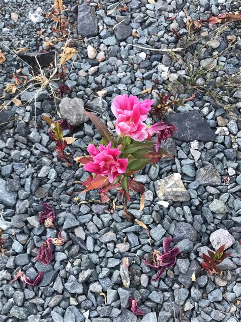 Check spelling or type a new query. My grandma's garden flowers made their way into her ...