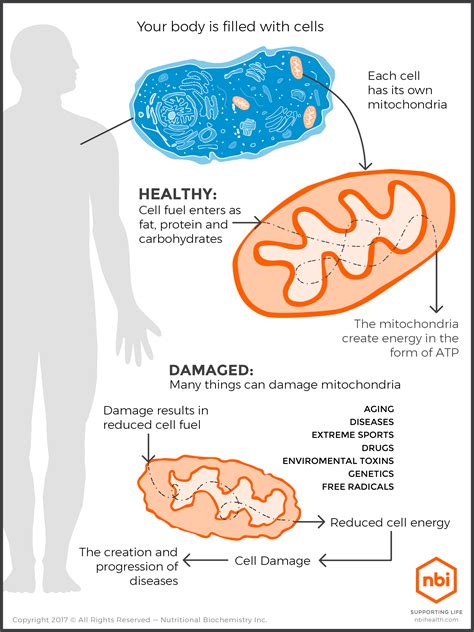 Protect Your Mitochondria Protect Your Health Nbi