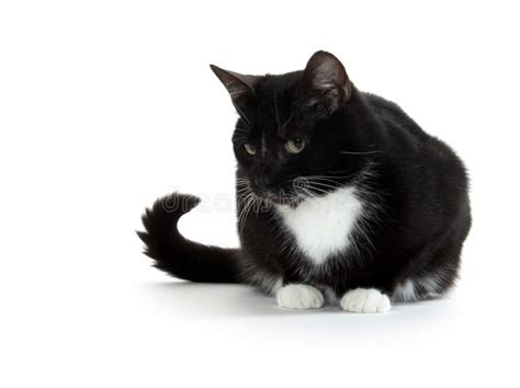Cute Tuxedo Cat On White Stock Image Image Of Portrait 96949845