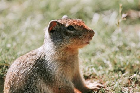 Five Facts About The Columbian Ground Squirrel Tourism Hope Cascades
