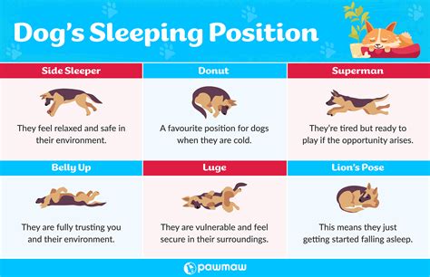 Experts Explain What Your Dog Sleeping Positions Really Means