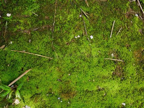 Green Moss Plant Nature Background Moss In Forest Stock Image Image