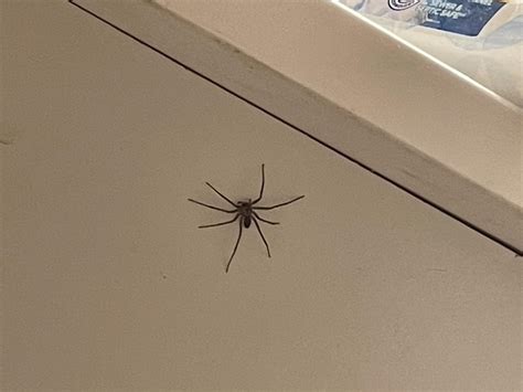 Brown Recluse Rwhatsthisbug