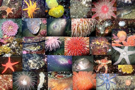 Pacific Northwest Marine Life Collage Landscape