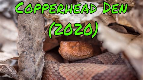 Copperhead Snake Nest