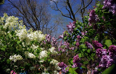 New leaf flowers jamaica plain. Lilac Sunday, Jamaica Plain MA | Lilac Sunday in Franklin ...