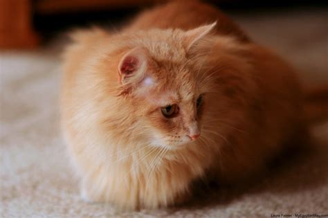See more ideas about cute cats, norwegian forest cat, norwegian forest cat personality. Ragamuffin Cat | Cat Breed Selector