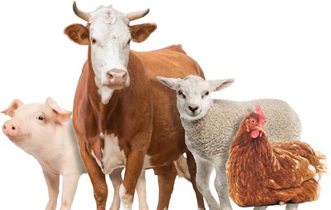 Entdecke rezepte, einrichtungsideen, stilinterpretationen und andere ideen zum ausprobieren. Foto Kambing Hd