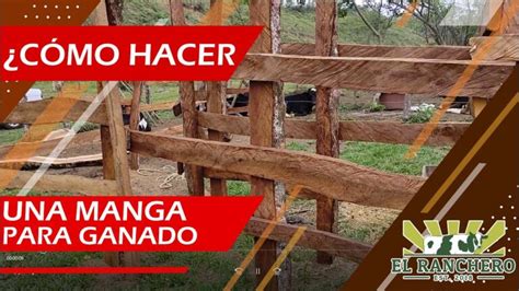 Mangas Y Corrales Para El Ganado La Clave Para Un Manejo Seguro Y Eficiente Del Ganado