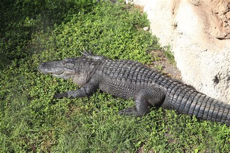 Florida Mission Everglades American Alligator Zoochat