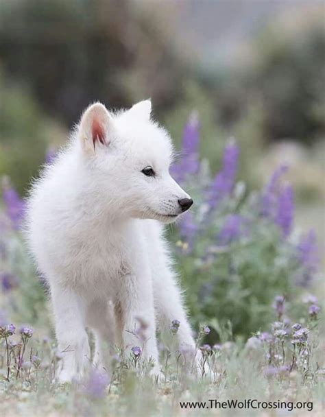 White Wolf Cub Animals And Pets Funny Animals Strange Animals