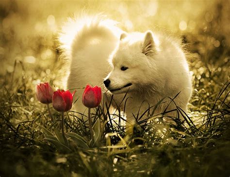 Best Of Wolves Wallpaper Cute Images