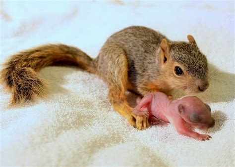 Baby Squirrels Cute Critters Pinterest
