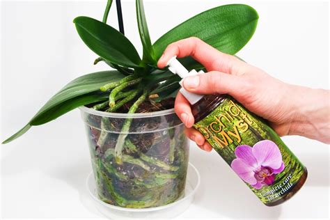 Abono Para Orquídeas Cómo Elegir Los Mejores Y Cómo Utilizar Guía