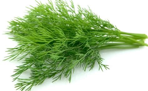health benefits of dill weed or nutrition facts information