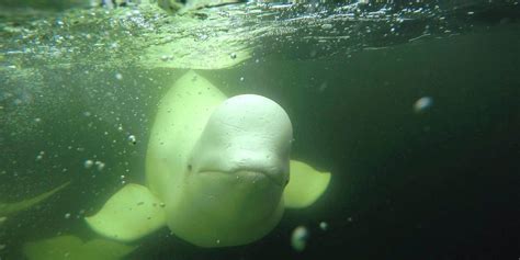 10 Interesting Facts About Beluga Whales