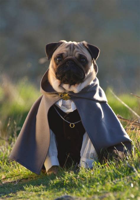 In Pictures Meet Three Pugs Who Love Fancy Dress Pugs In Costume