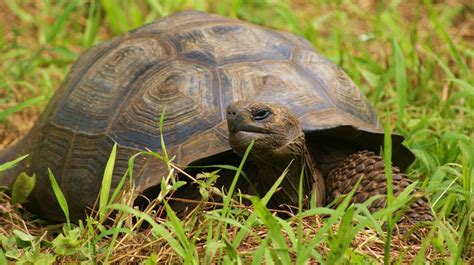 500 x 458 jpeg 77 кб. Fakta Kura Kura Raksasa Hewan di Pulau Galapagos yang ...