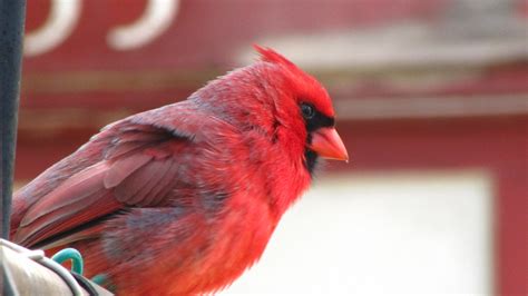 How A Cardinal Makes His Red Feathersdonna L Long