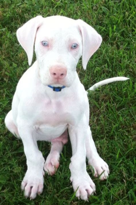 Omg This Is The Most Beautiful Dog Dane Puppies Great Dane Puppy