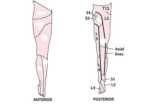 Dermatomes Myotomes And Reflexes Lower Limb Diagram Quizlet Hot Sex