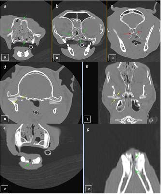 In frontiers in veterinary science. Frontiers | Traumatic Tympanic Bulla Fracture in a Cat ...