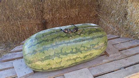 Biggest Watermelon Ever Pics