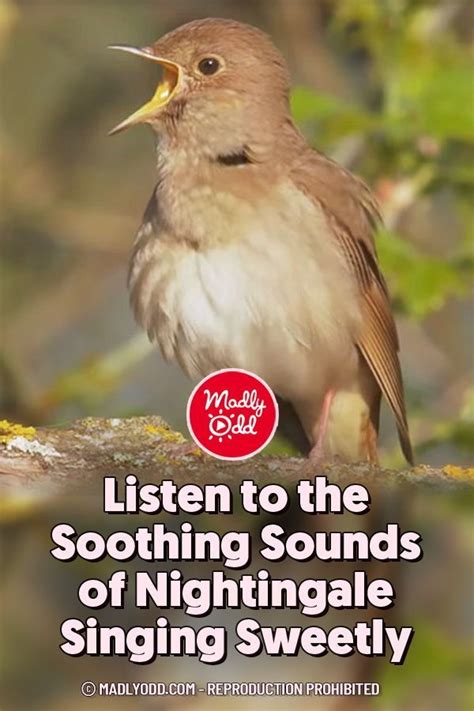 Listen To The Soothing Sounds Of Nightingale Singing Sweetly Soothing